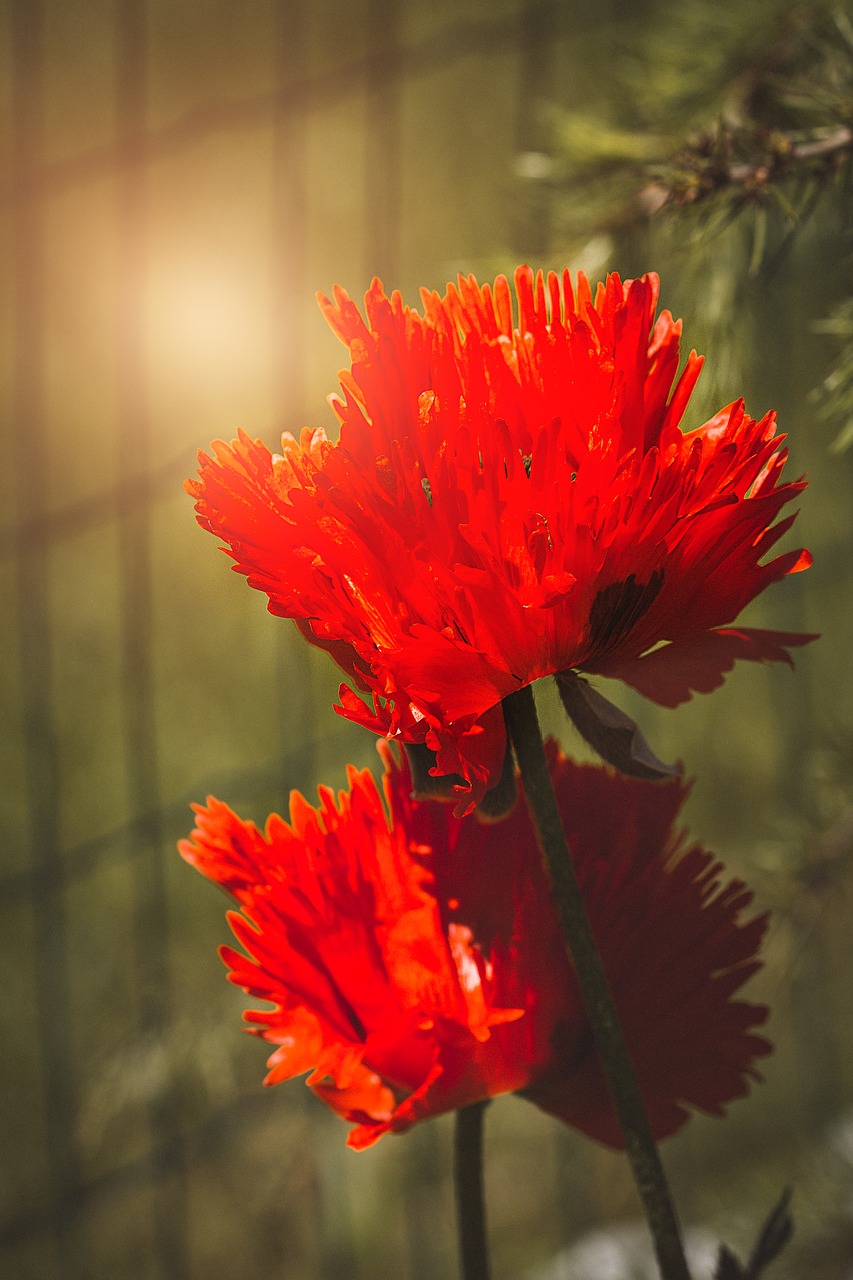 poppy  flower  poppy flower free photo