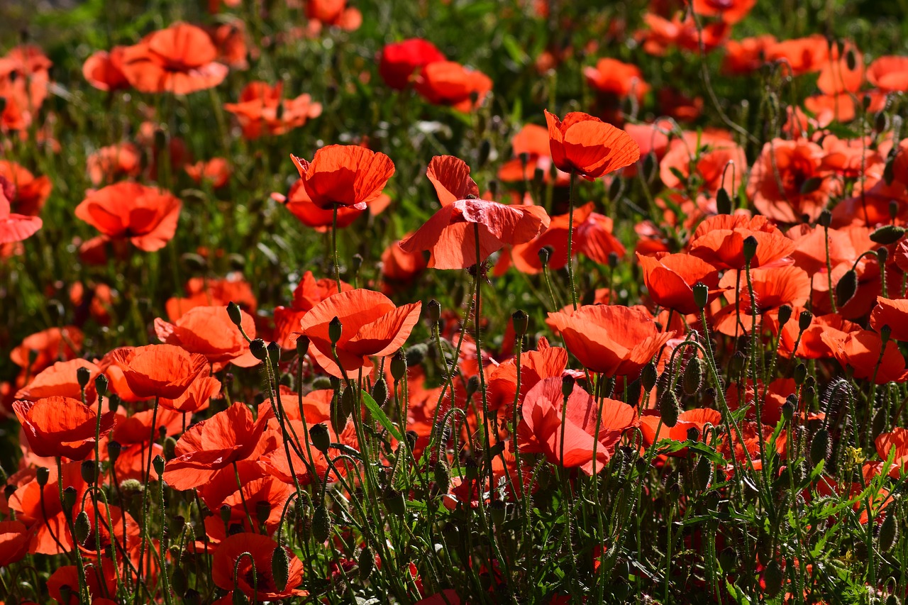 poppy  field of poppies  klatschmohn free photo