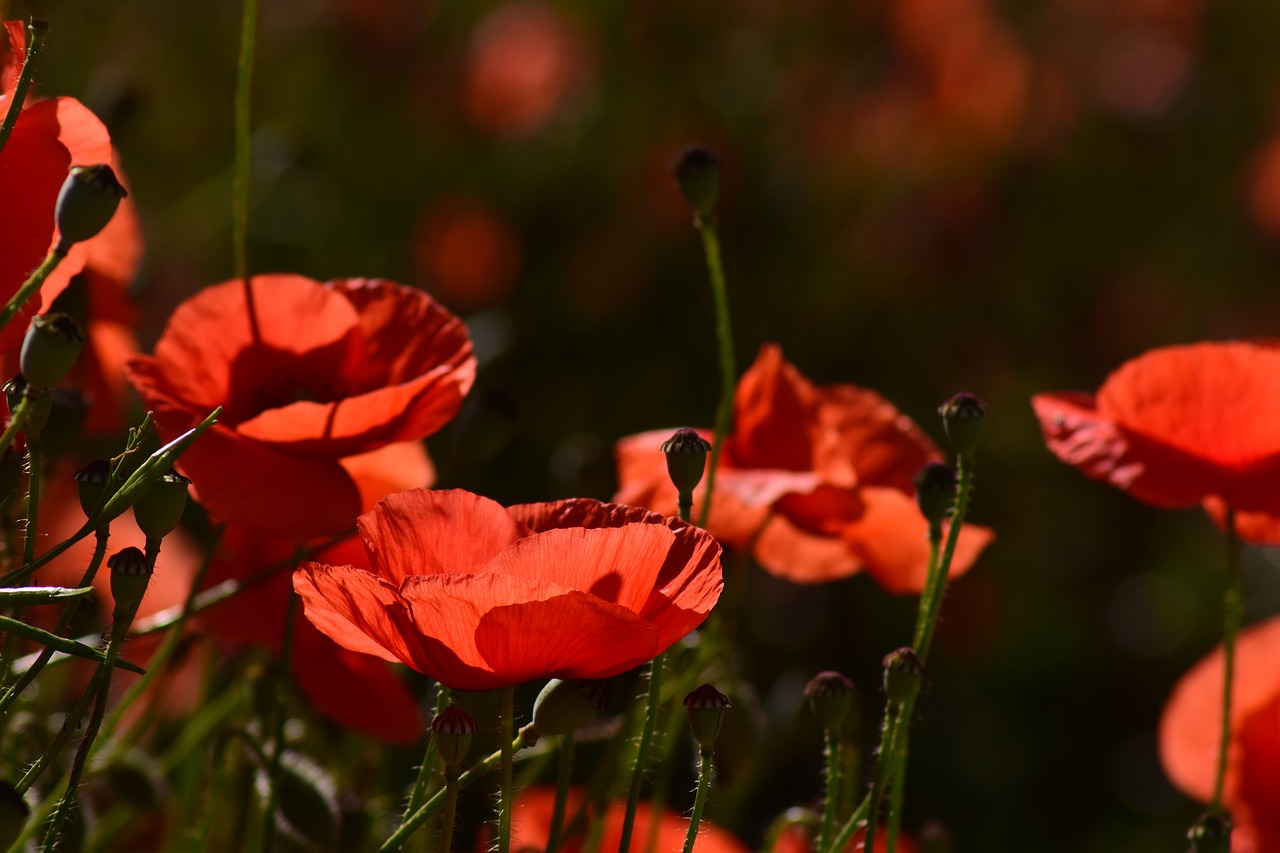 poppy  field of poppies  klatschmohn free photo