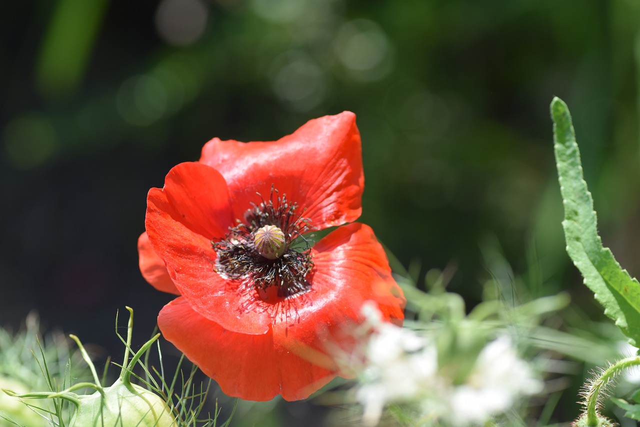 poppy  garden  nature free photo