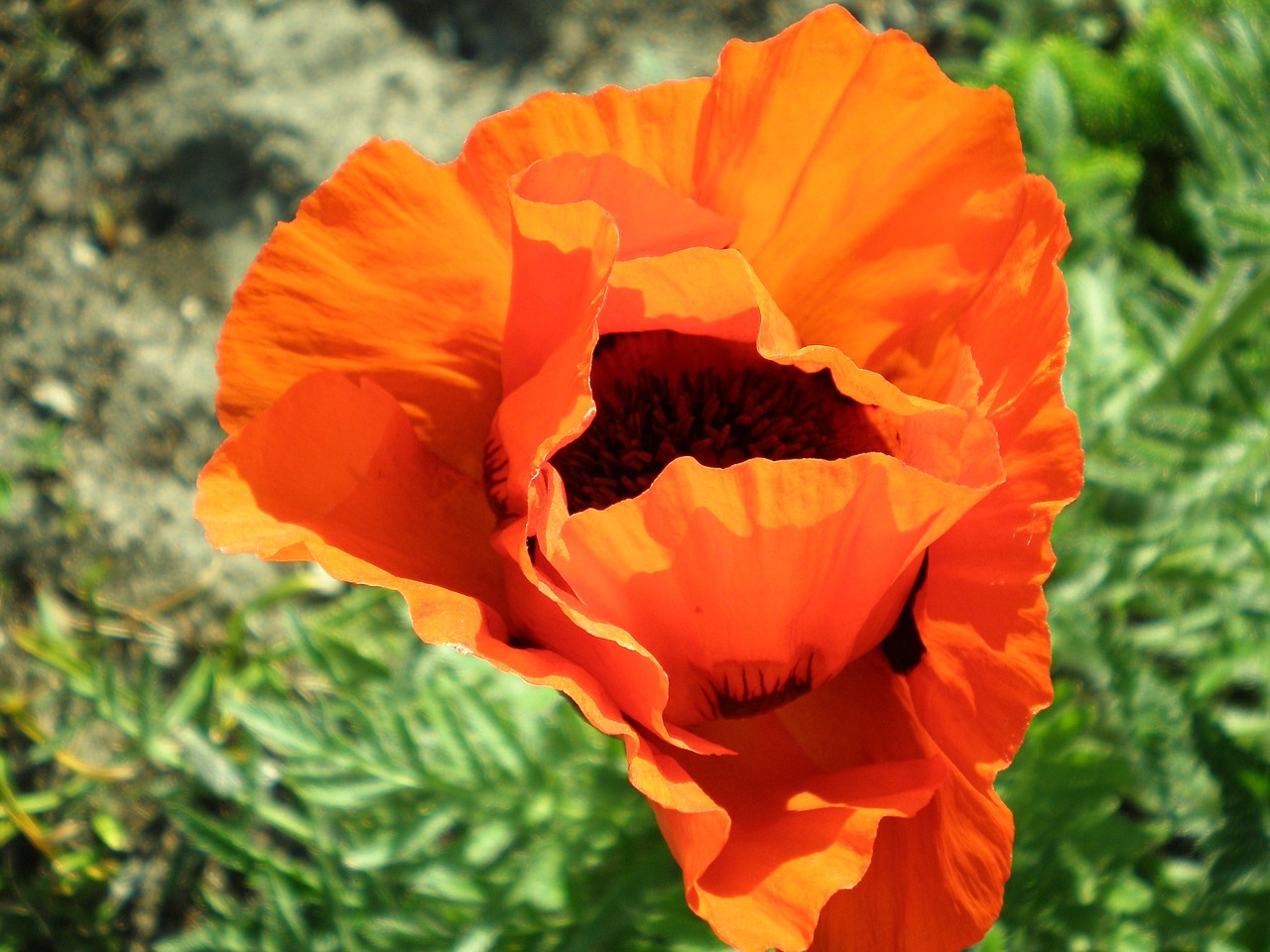 poppy blossom bloom free photo