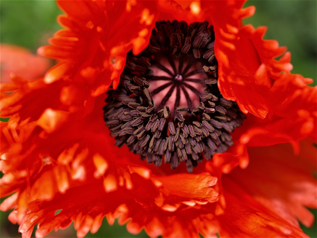 poppy  flower  red free photo