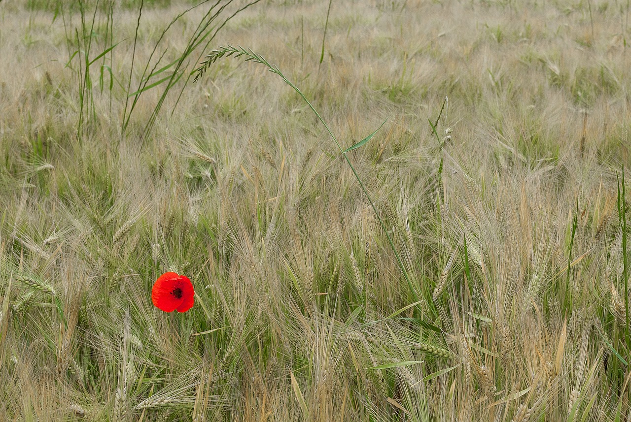 poppy  fields  wheat free photo