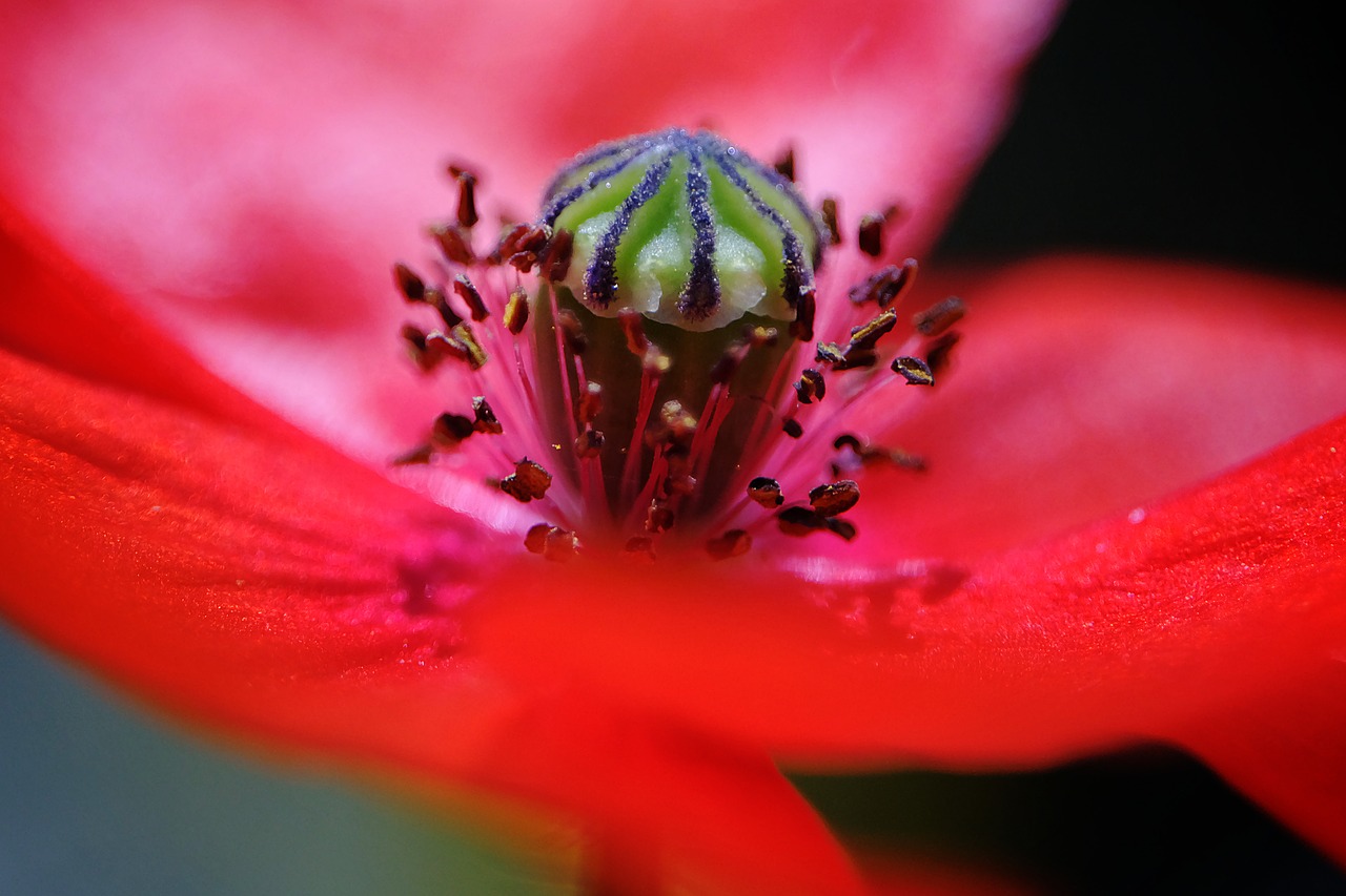 poppy  flower  beautiful free photo