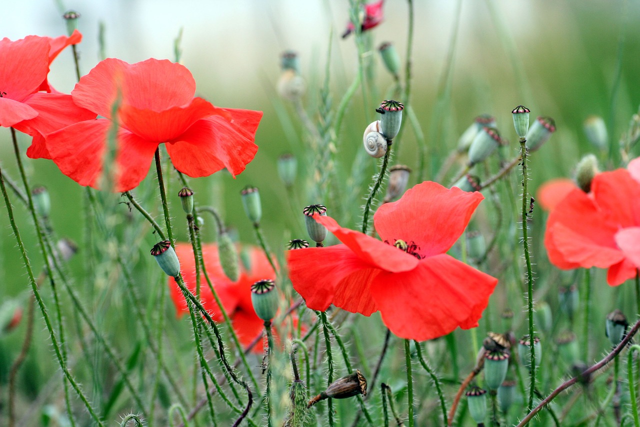 poppy  red  snail free photo