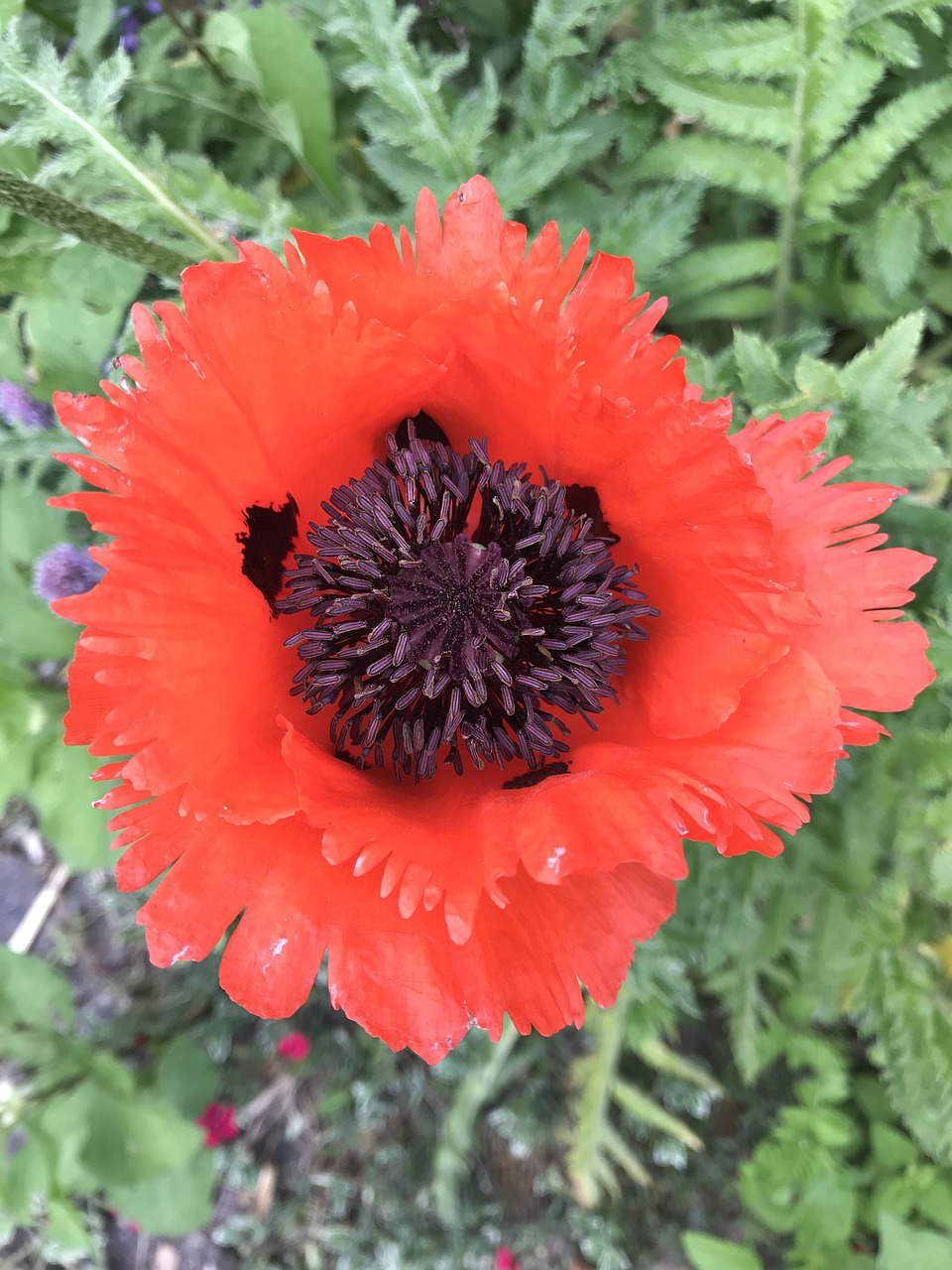 poppy  red  flower free photo