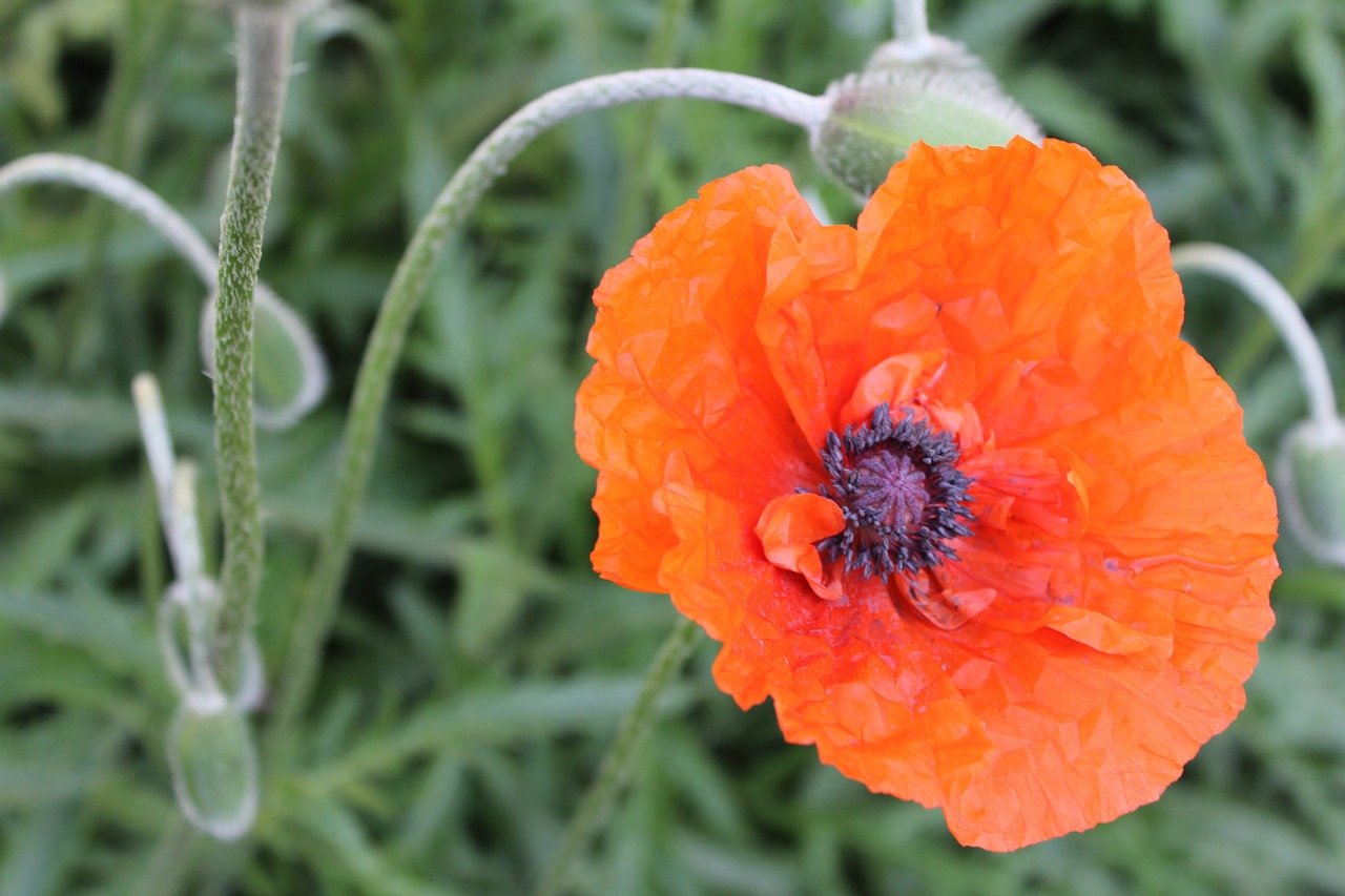 poppy wildflower flower free photo