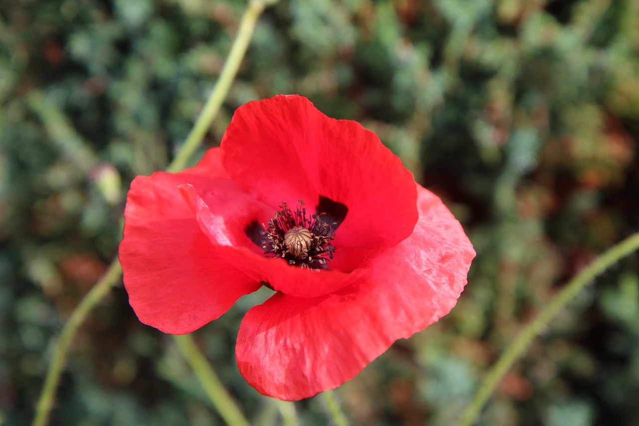 poppy  red flower  flower of poppy free photo