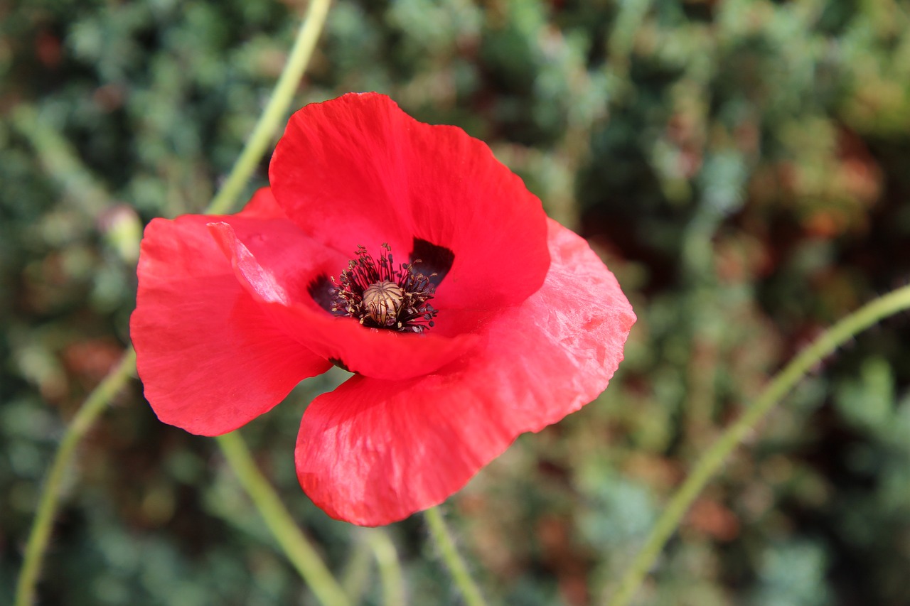 poppy  red flower  flower of poppy free photo