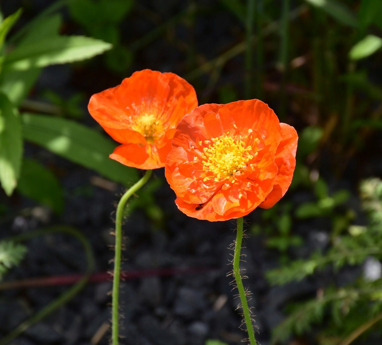 poppy  garden  orange free photo