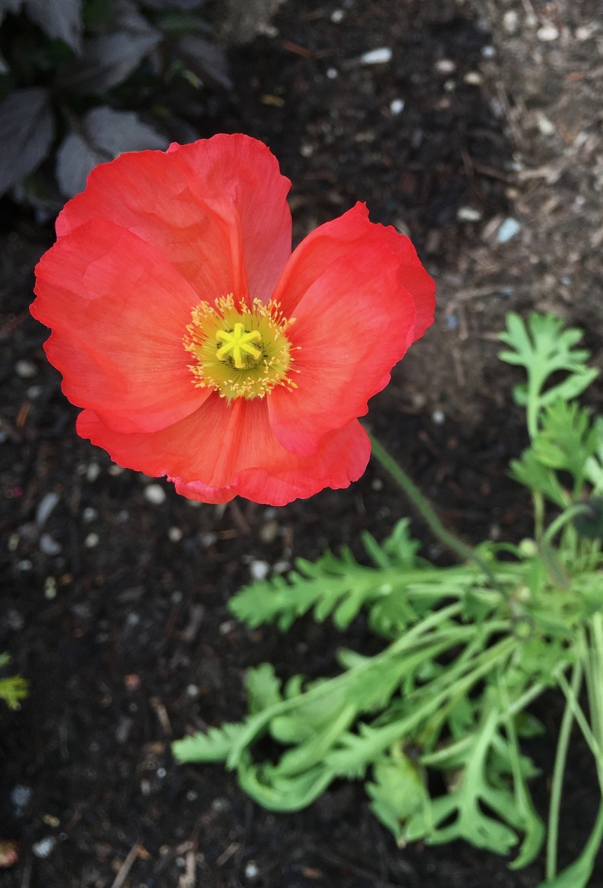 poppy  garden  gardening free photo