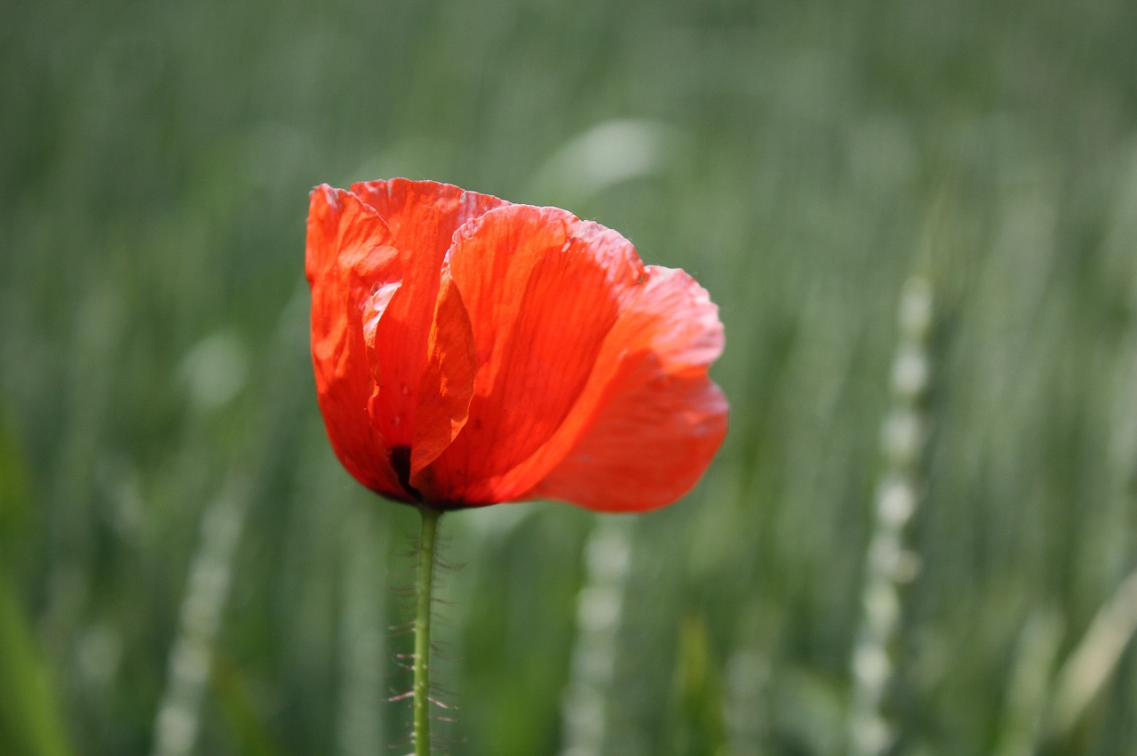 poppy  blossom  bloom free photo