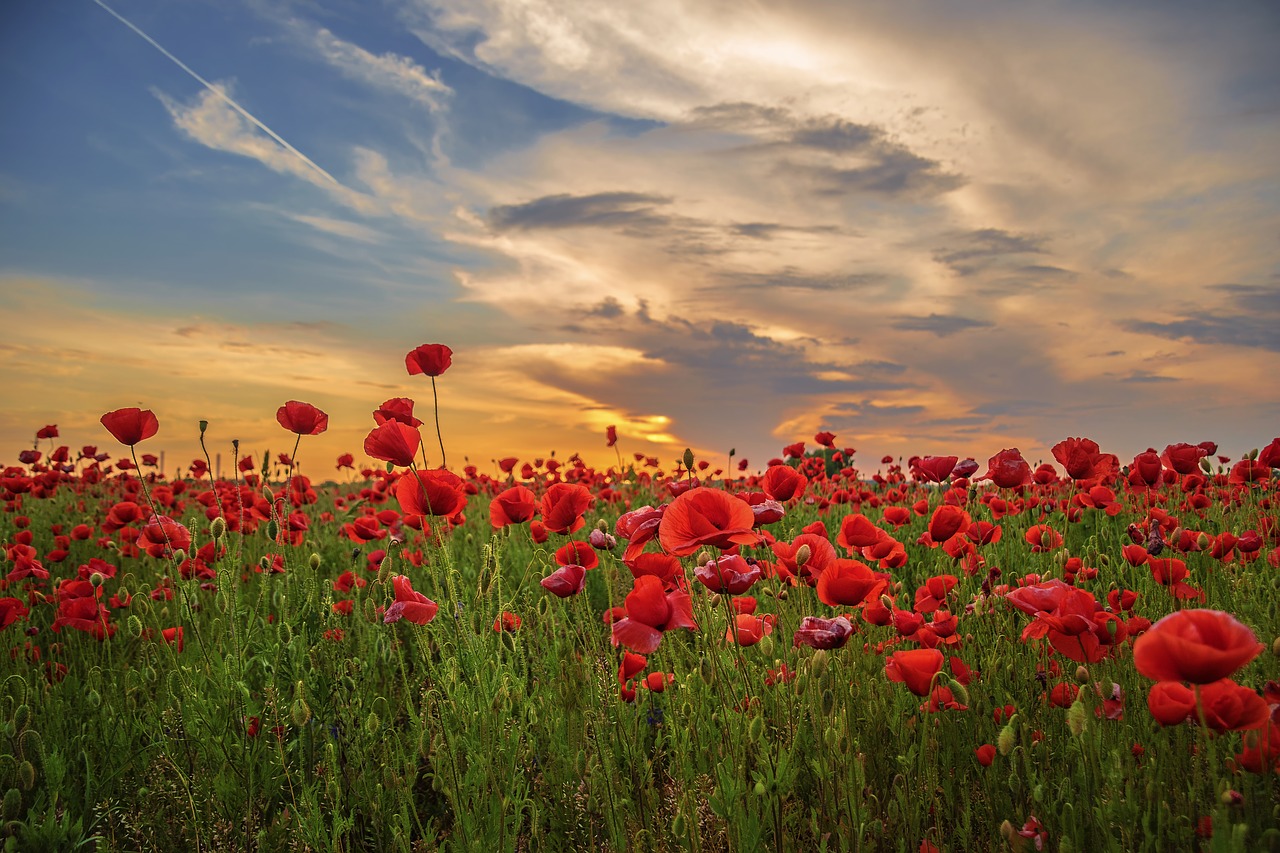 poppy  flower  meadow free photo