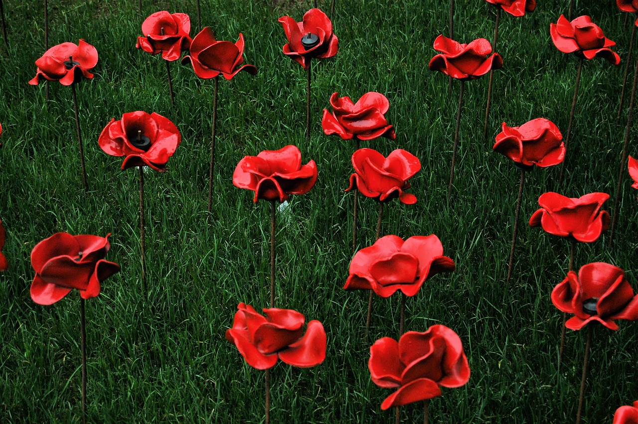 poppy  red  grass free photo