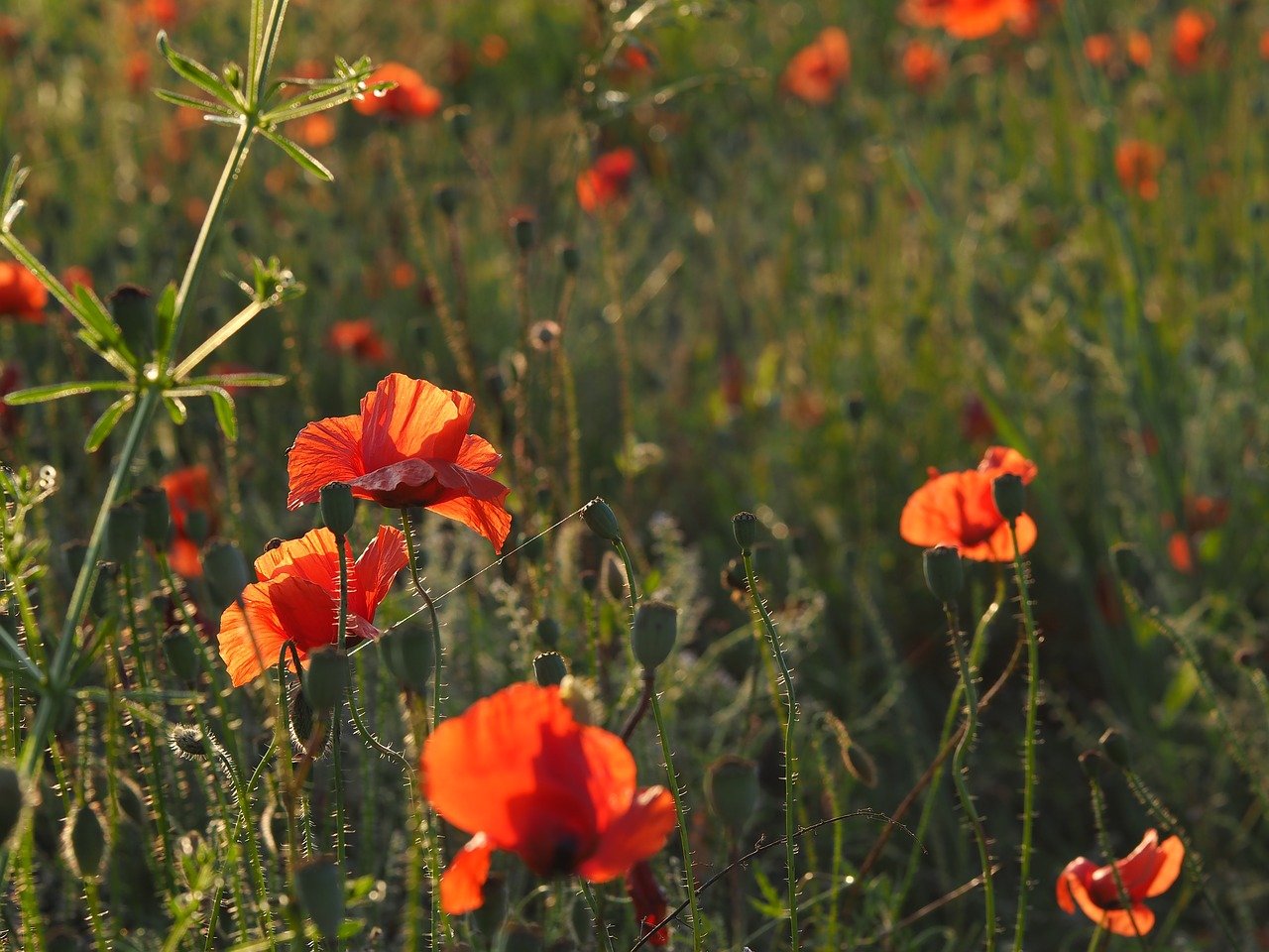 poppy  field of poppies  mohngewaechs free photo