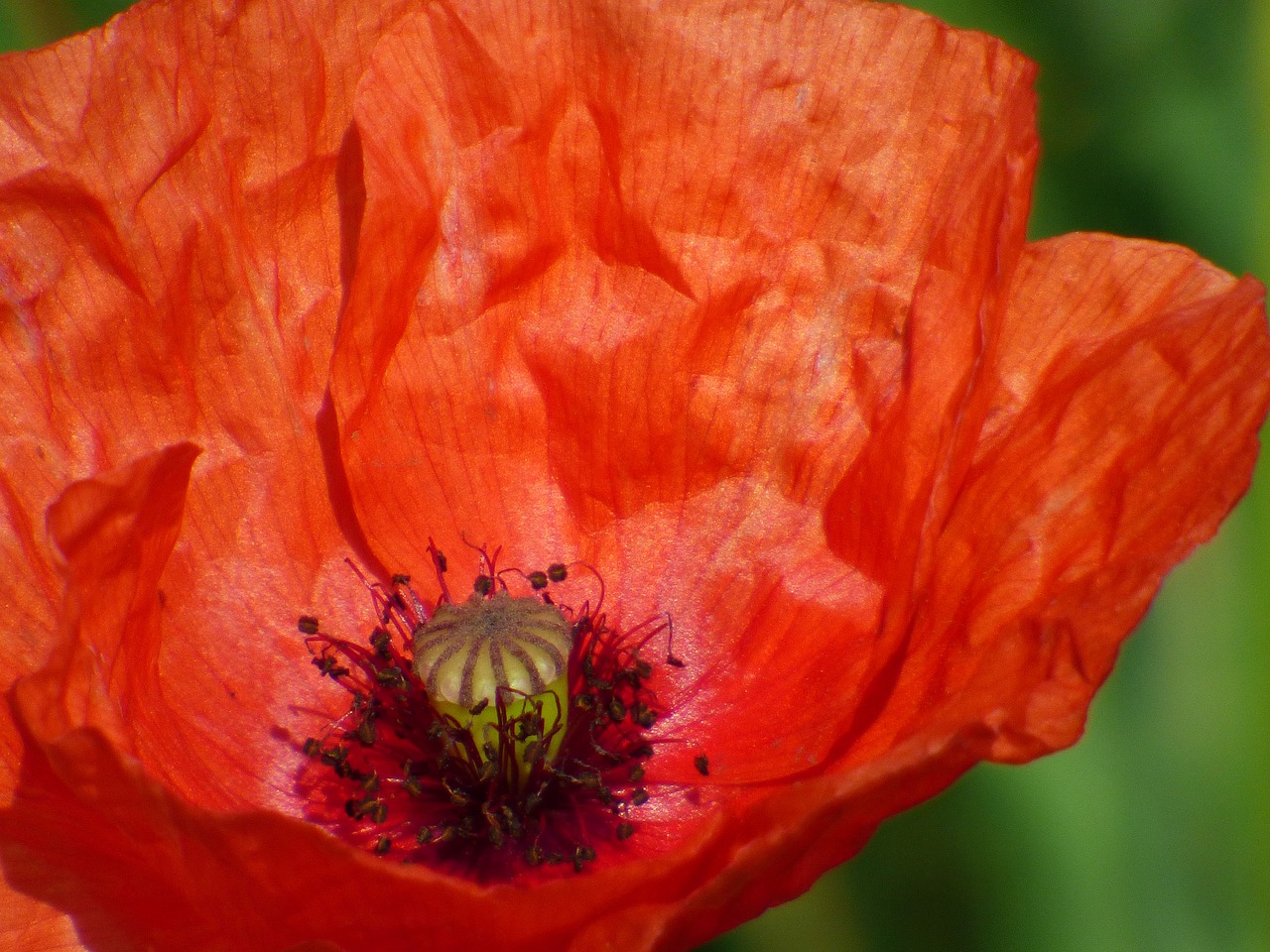 poppy  flower  field free photo