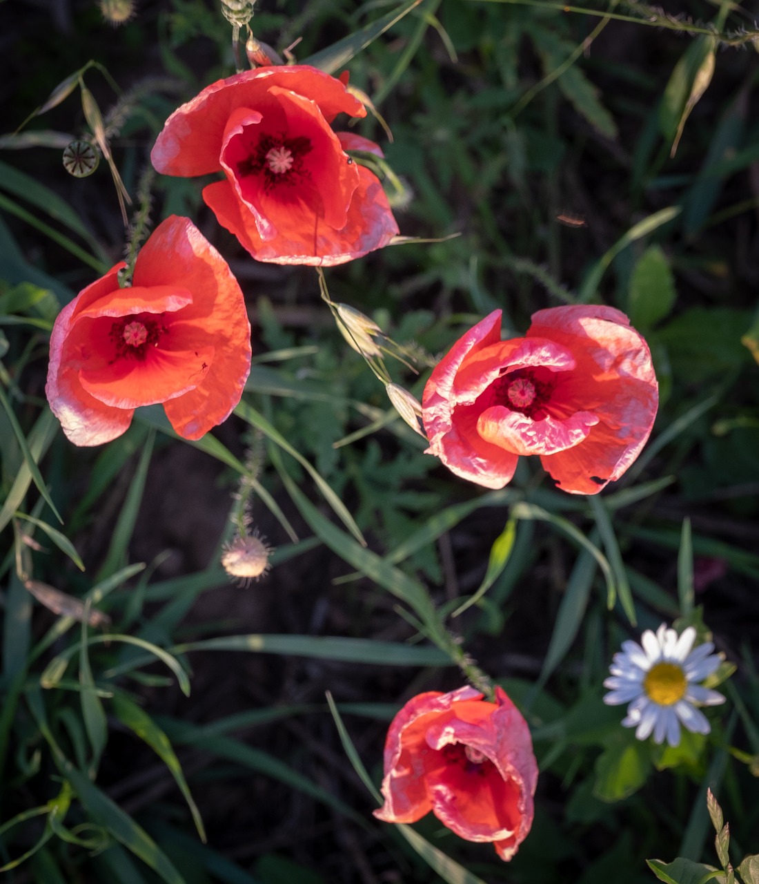 poppy  klatschmohn  cornflower free photo