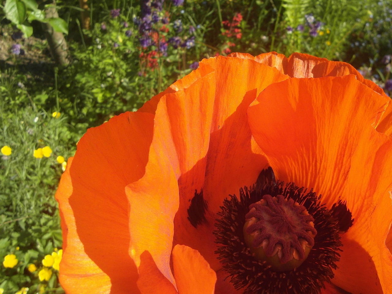 poppy orange garden free photo