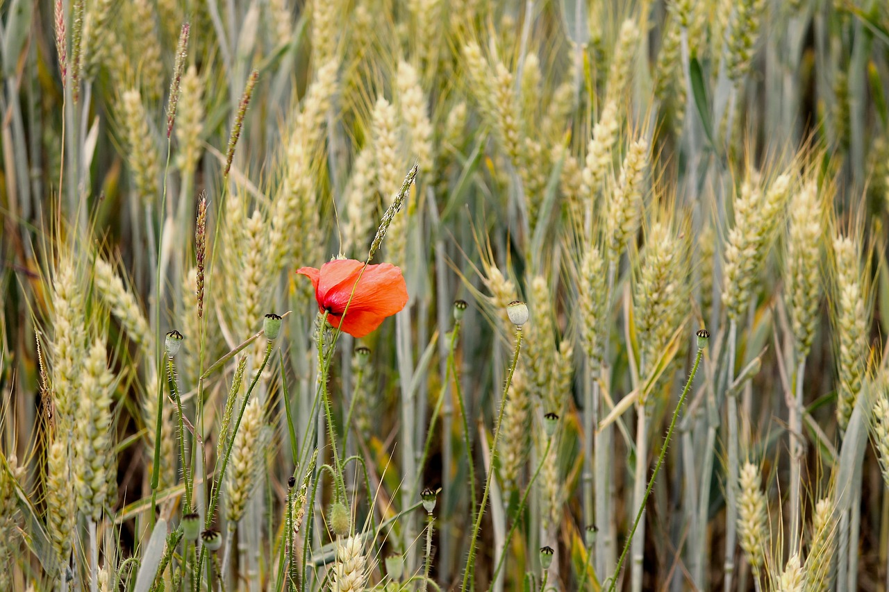 poppy  individually  cereals free photo