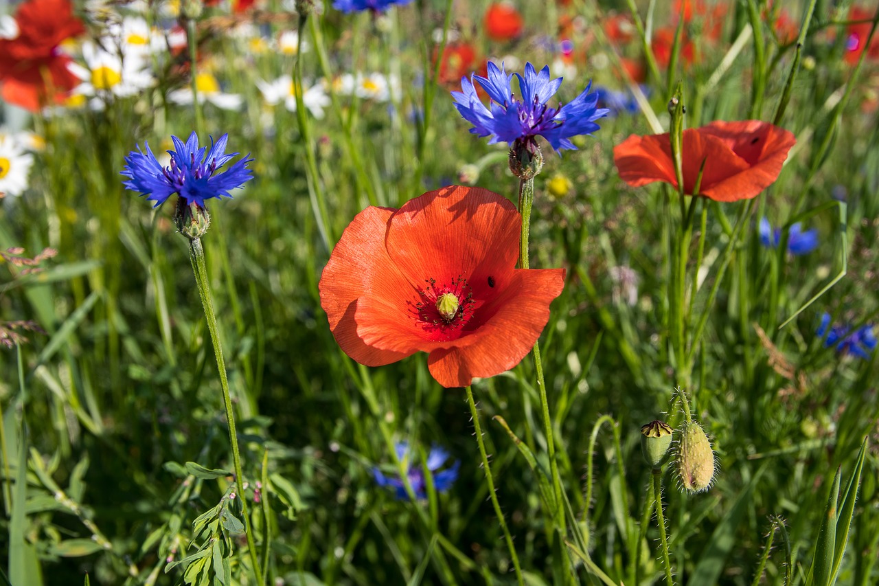 poppy  klatschmohn  blossom free photo