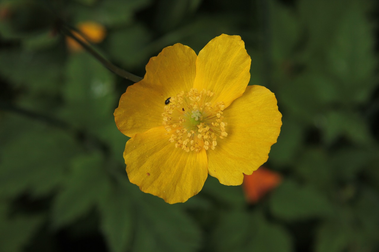 poppy  garden yellow  californian poppy free photo