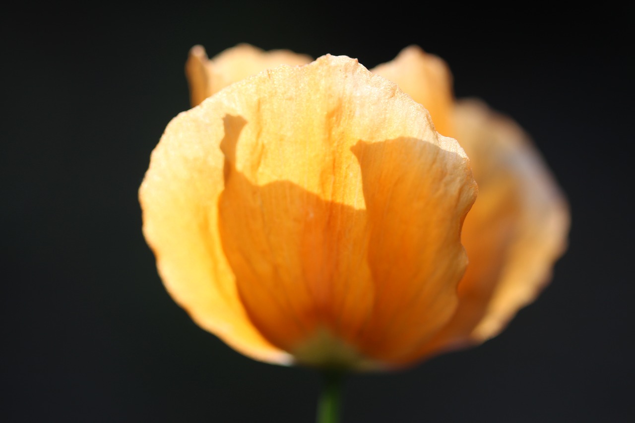 poppy  orange  blossom free photo