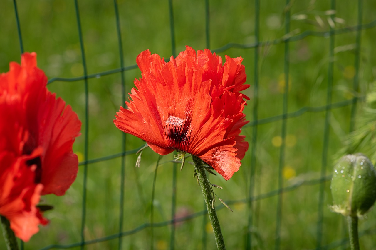 poppy  red  red poppy free photo