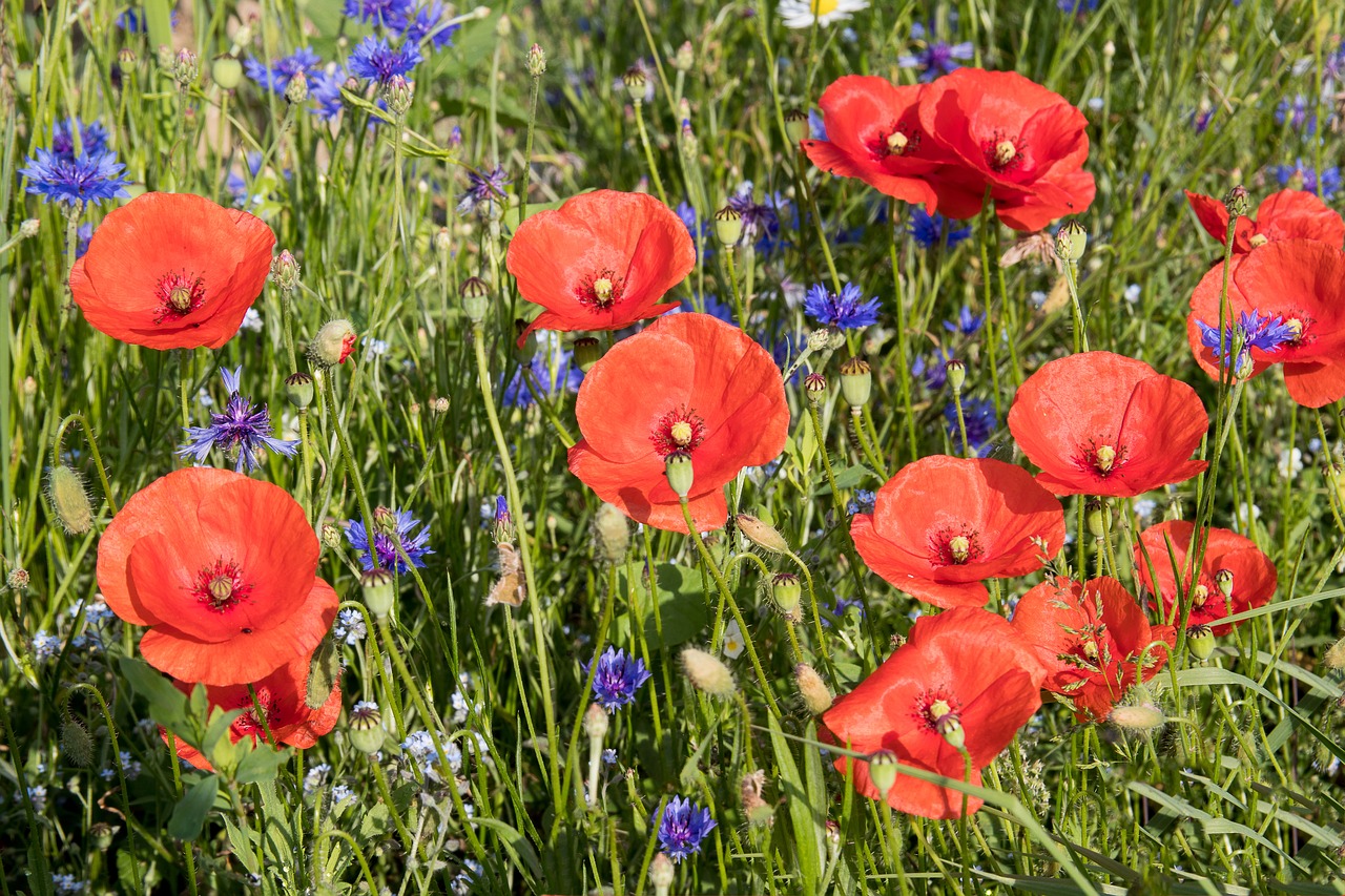 poppy  poppy flower  klatschmohn free photo