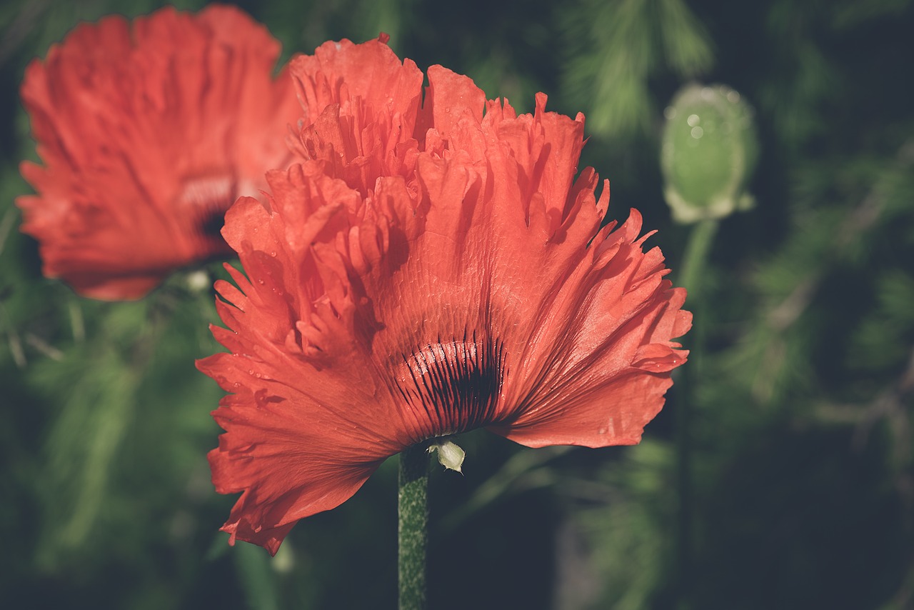 poppy  orange  flower free photo