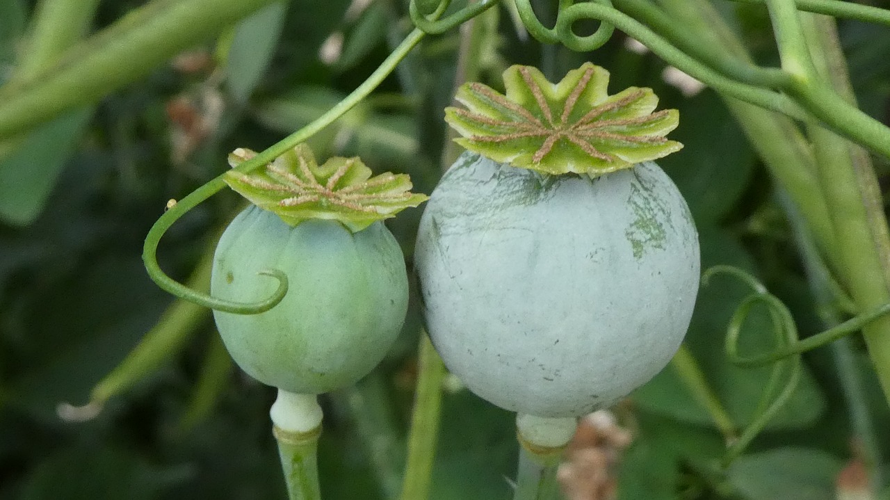 poppy  balls  green free photo