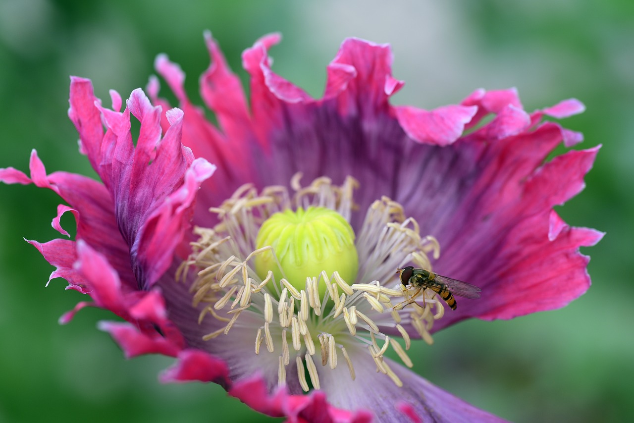 poppy  poppy flower  fly free photo