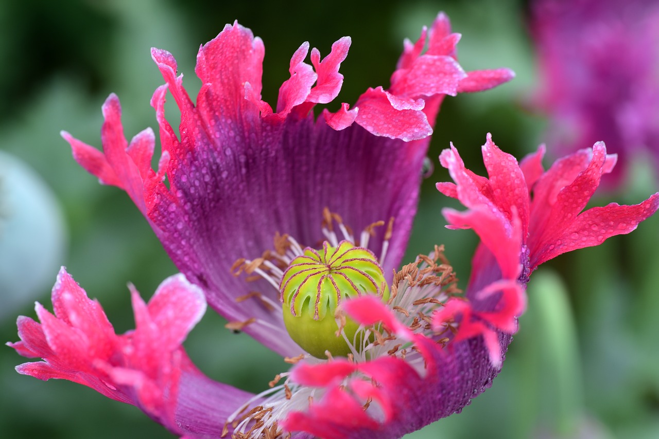 poppy  poppy flower  fly free photo