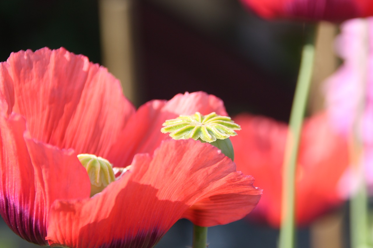 poppy  flower  summer free photo