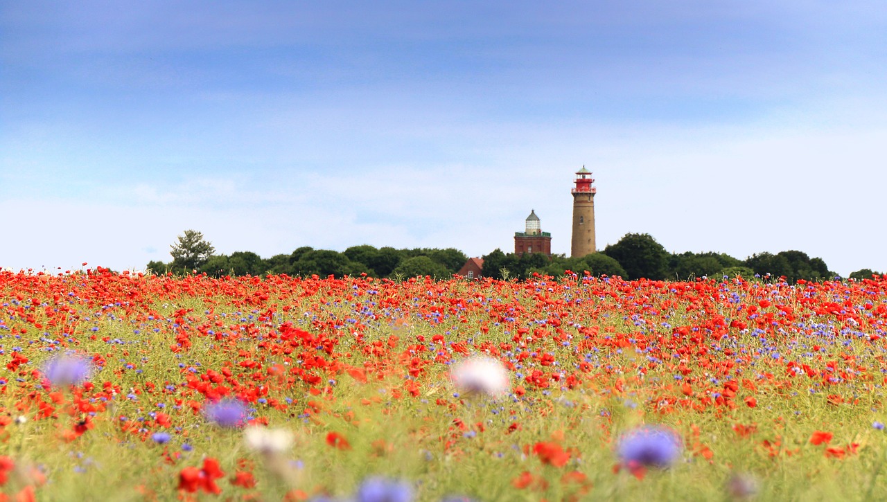 poppy  field of poppies  klatschmohn free photo