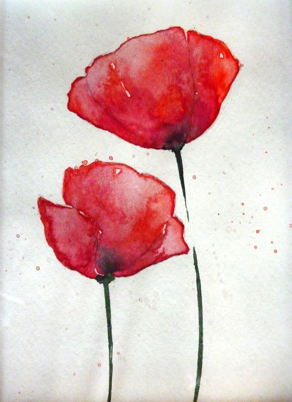 poppy  watercolour  blossom free photo