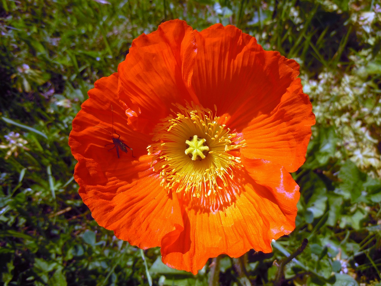 poppy orange bright free photo
