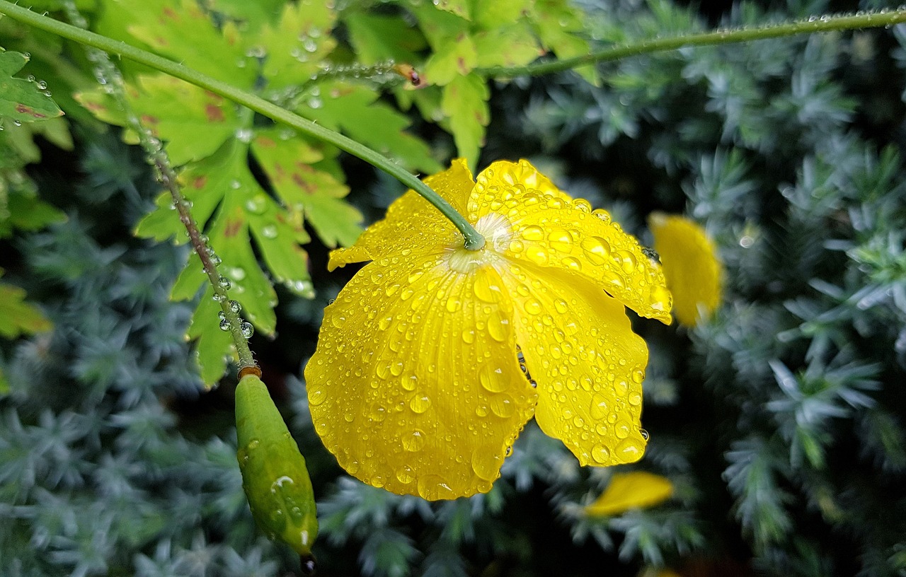 poppy  yellow poppy  poppy flower free photo