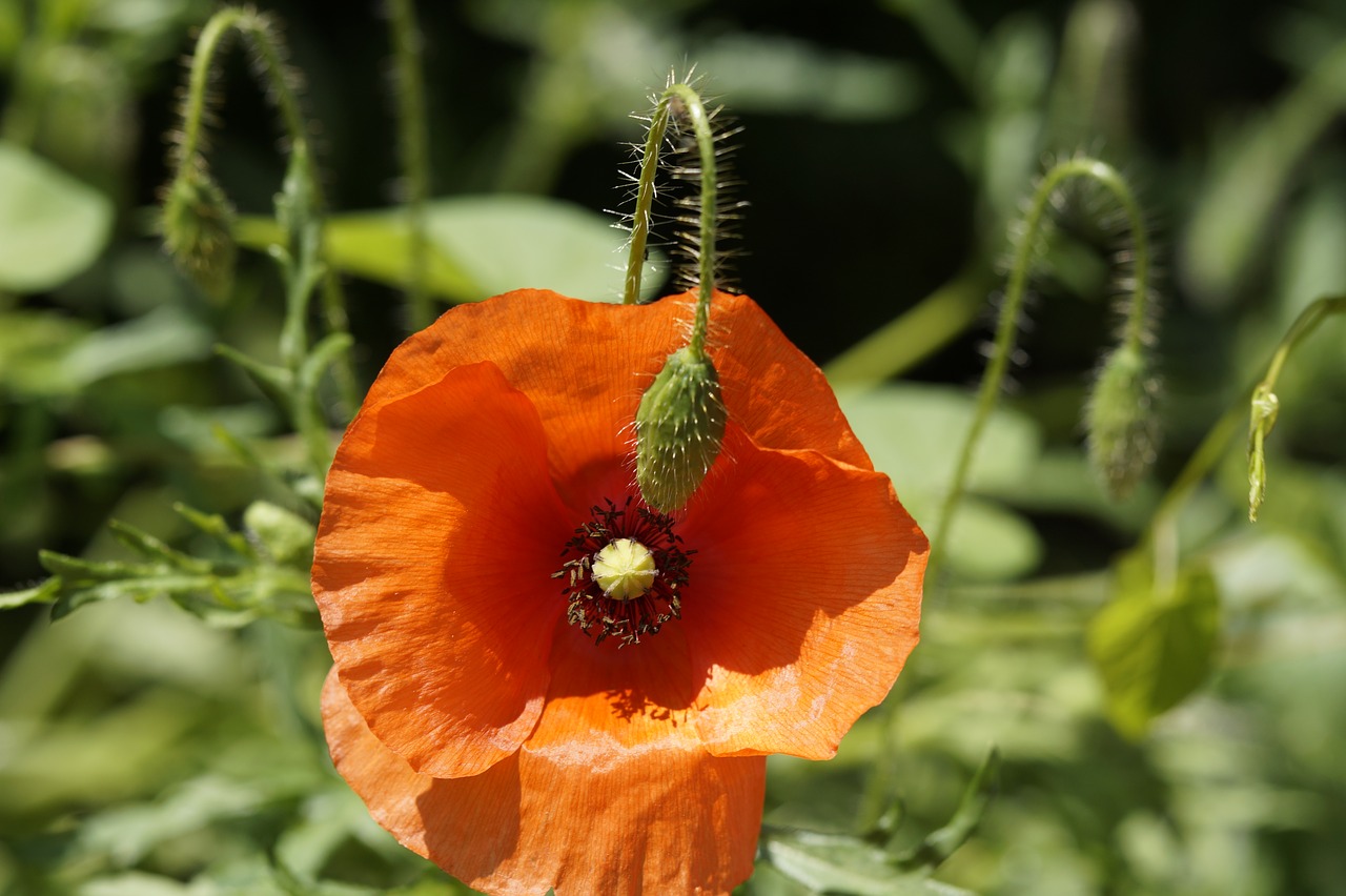 poppy  flower  klatschmohn free photo