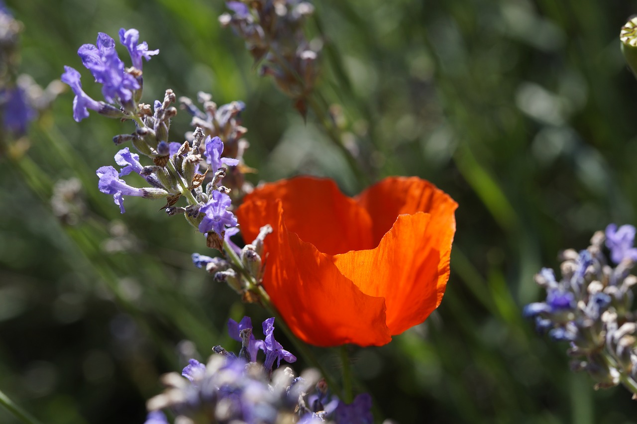 poppy  bright  summer free photo