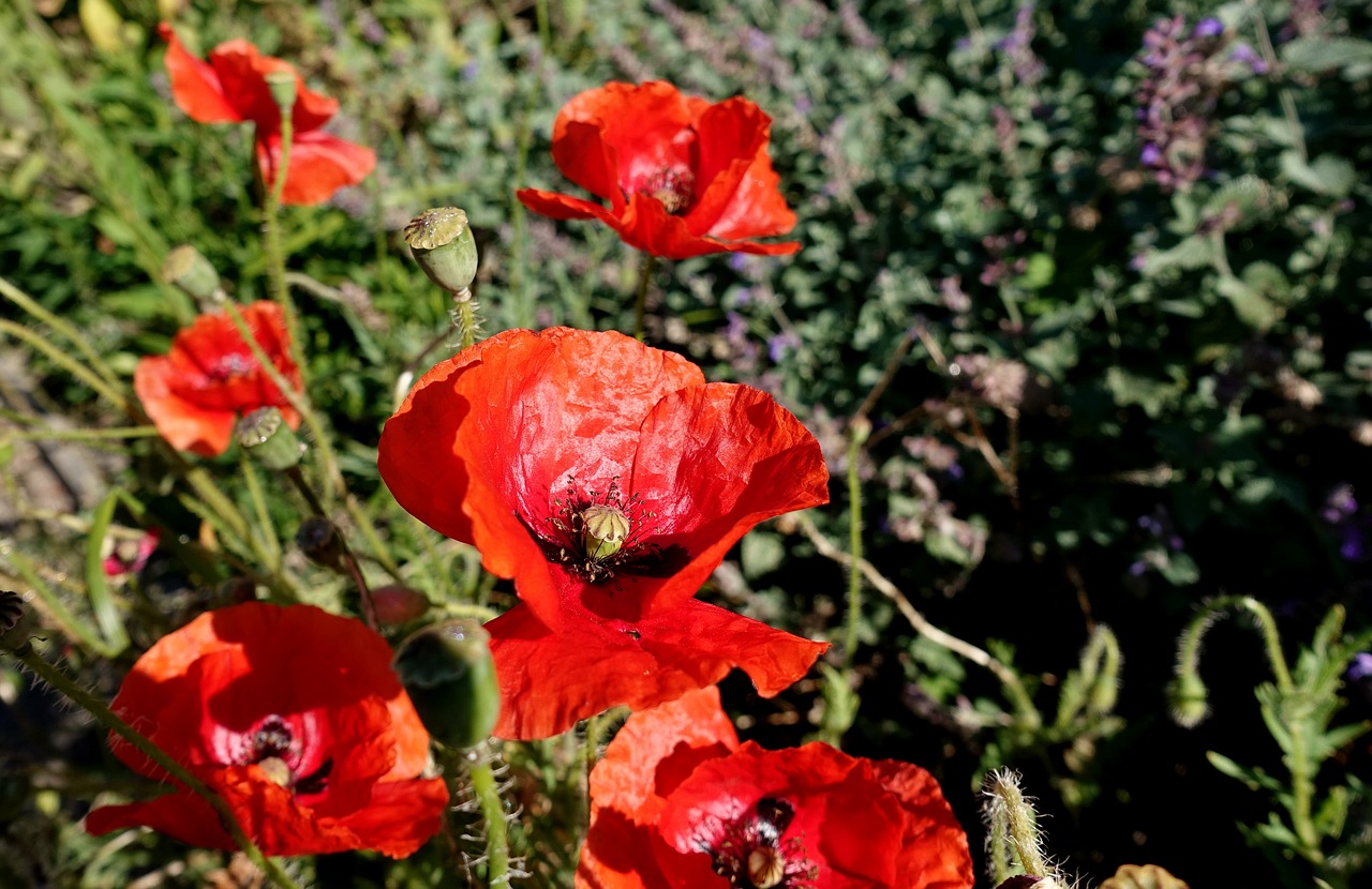 poppy  red  flower free photo