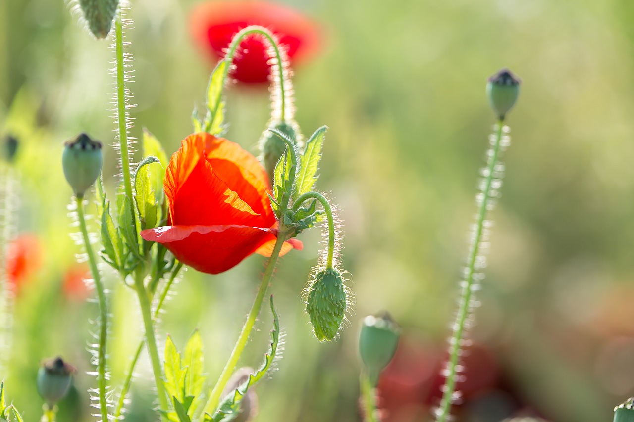 poppy  flowers  nature free photo