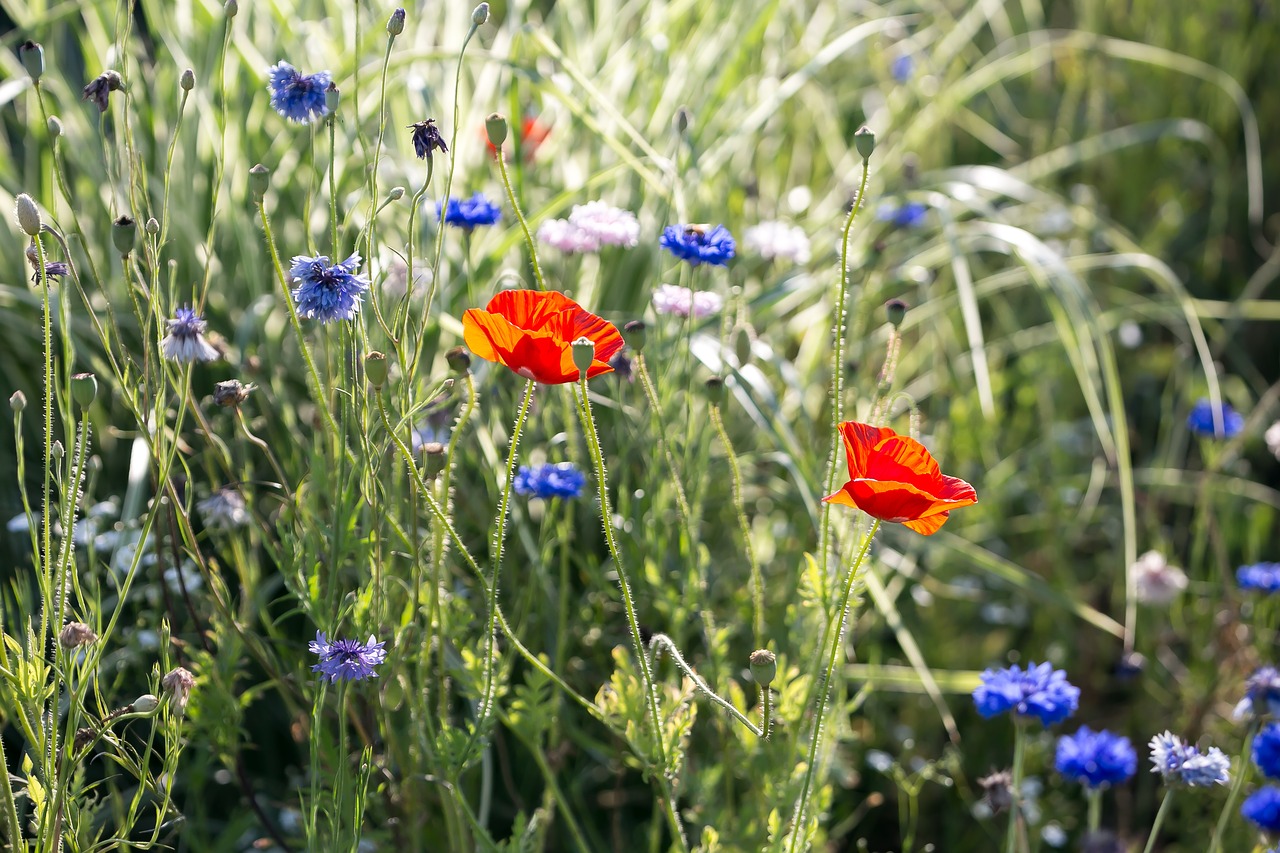 poppy  flowers  nature free photo