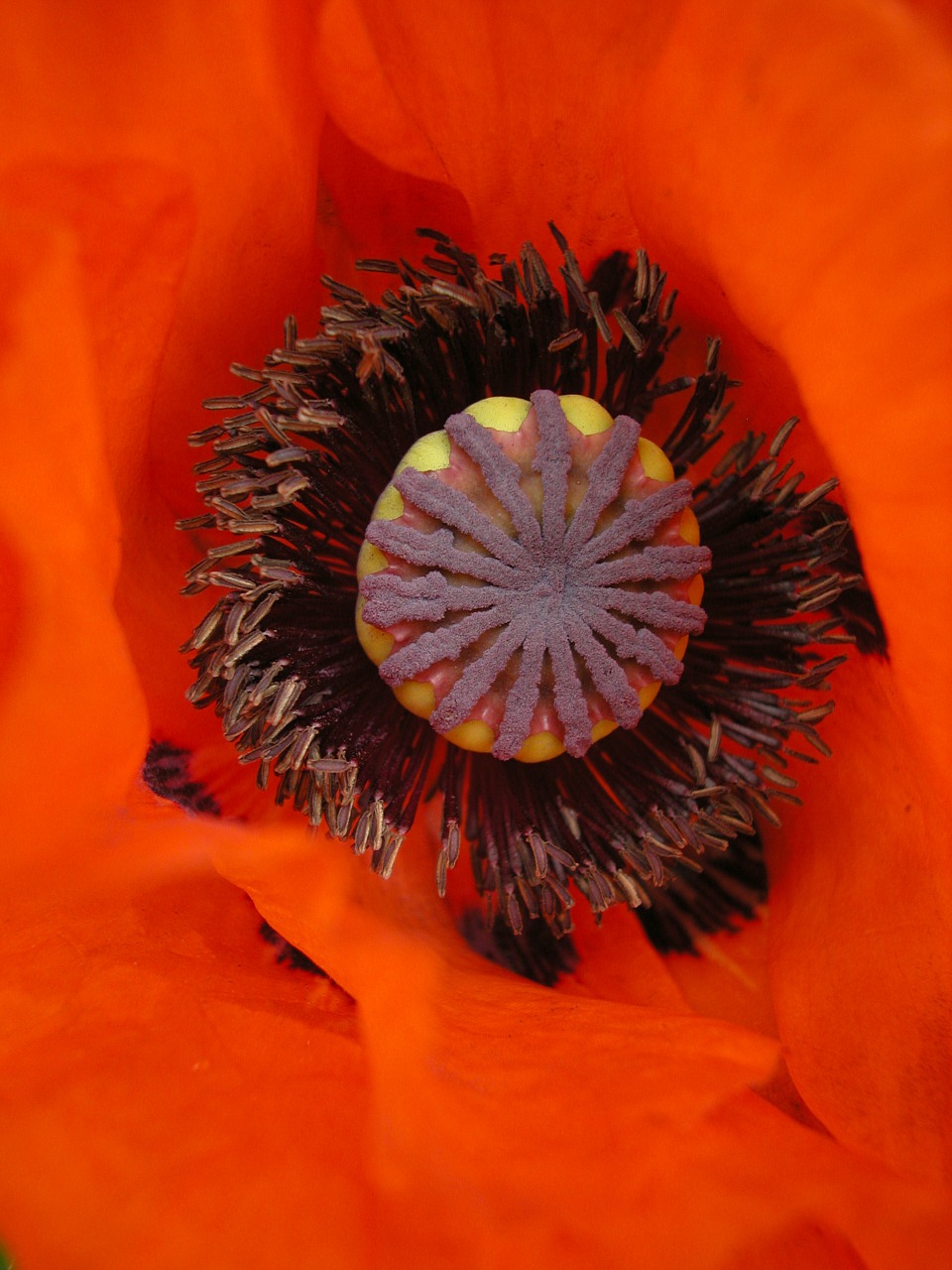poppy bright red poppy free pictures free photo