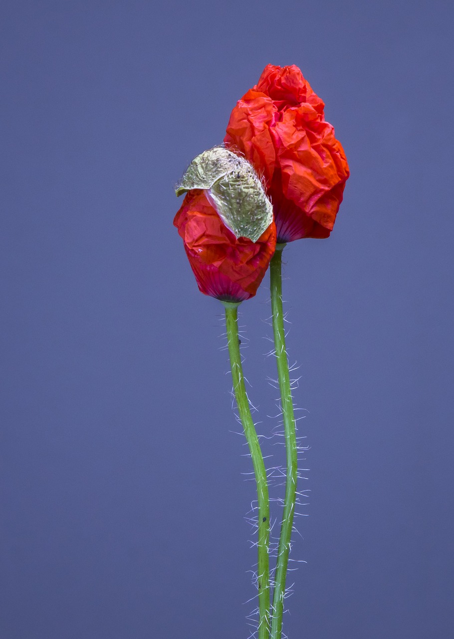 poppy  poppy flower  blossom free photo