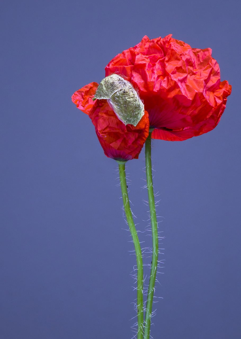 poppy  poppy flower  blossom free photo