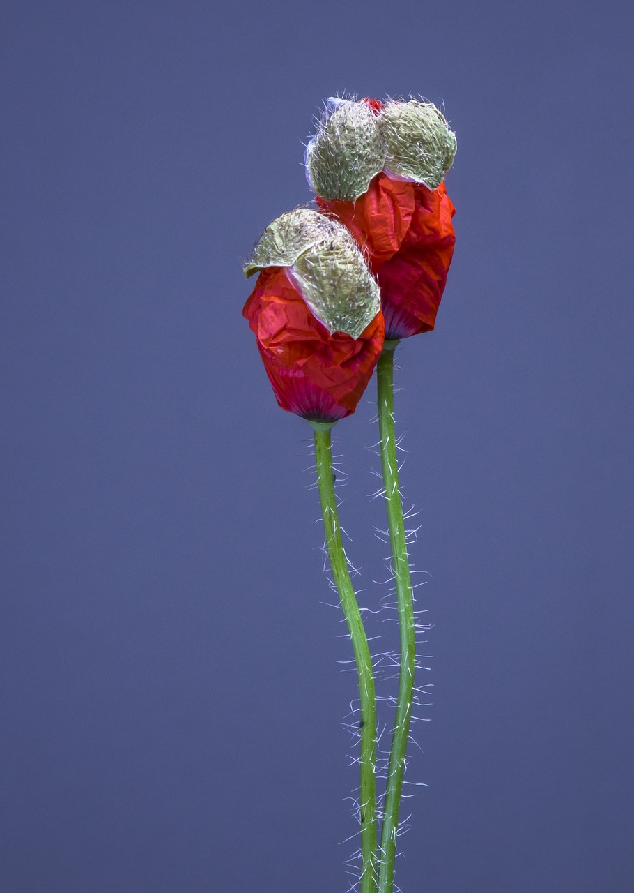 poppy  poppy flower  blossom free photo