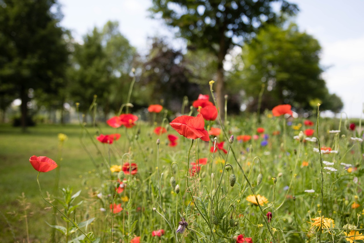 poppy  red  flower free photo