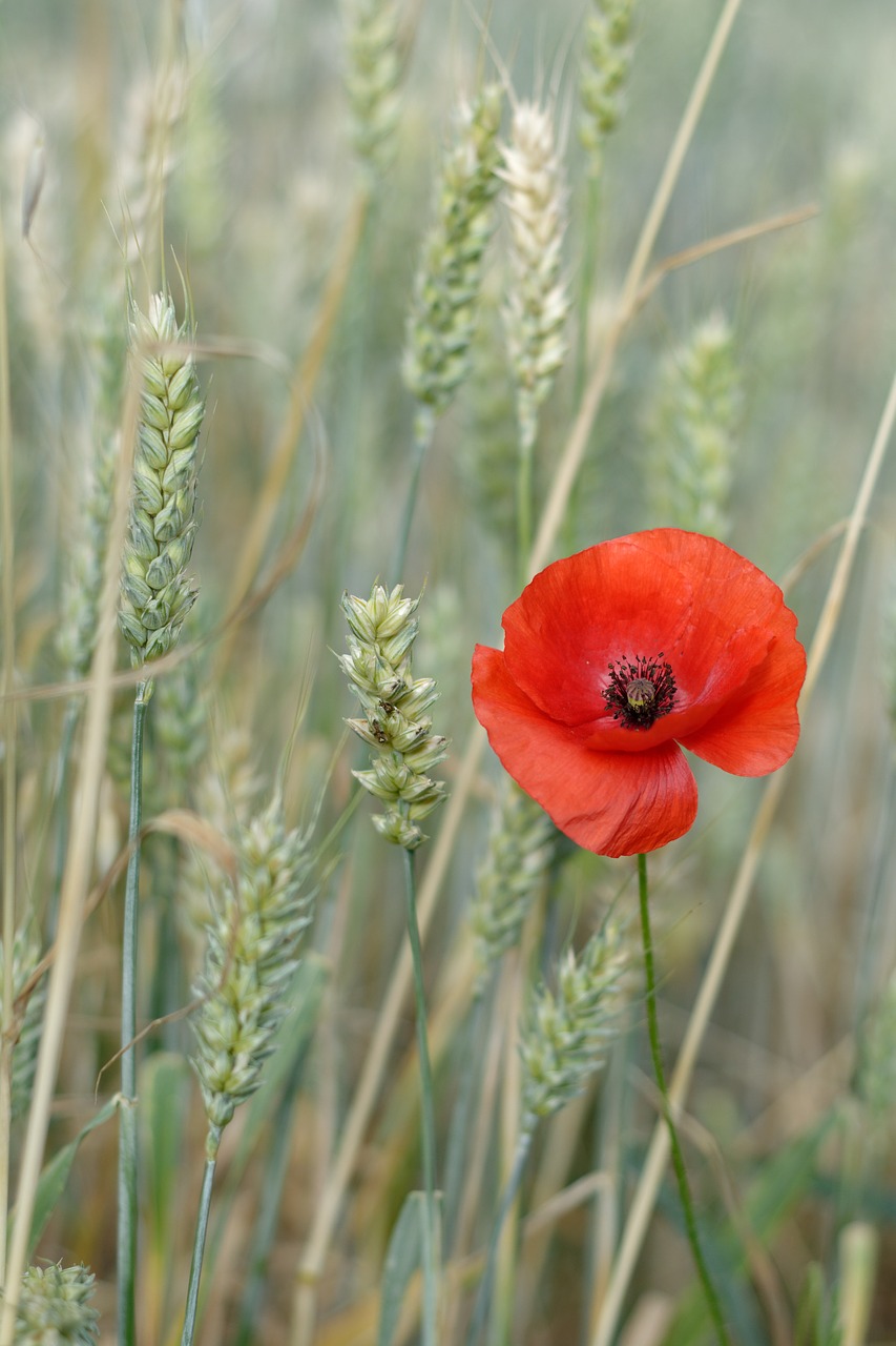 poppy  field  wheat free photo