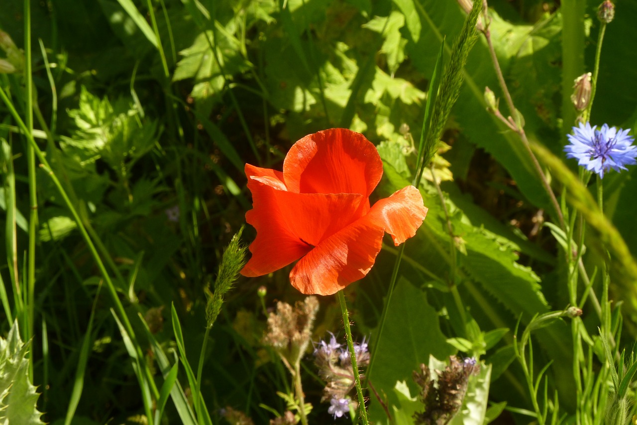 poppy flower gardens deer stetten spring free photo