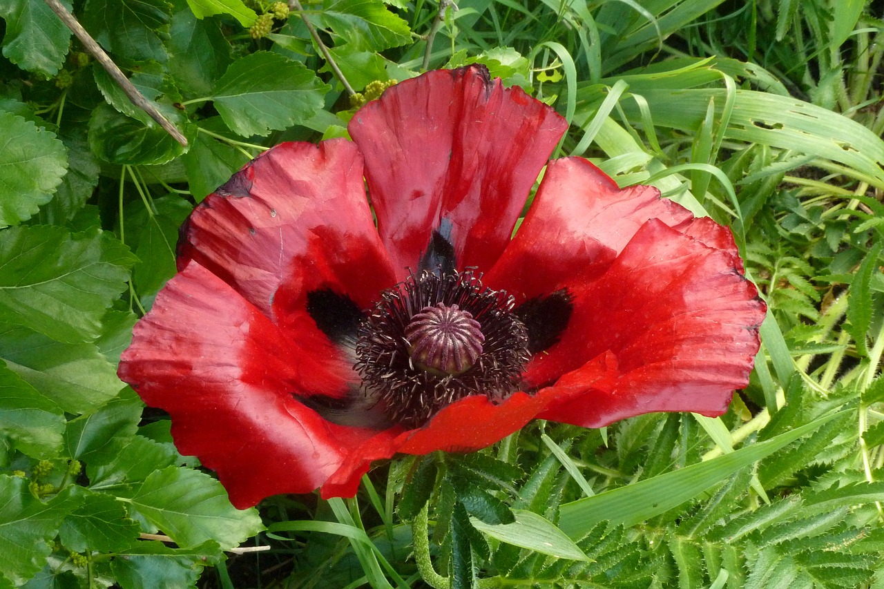 poppy flower gardens deer stetten spring free photo